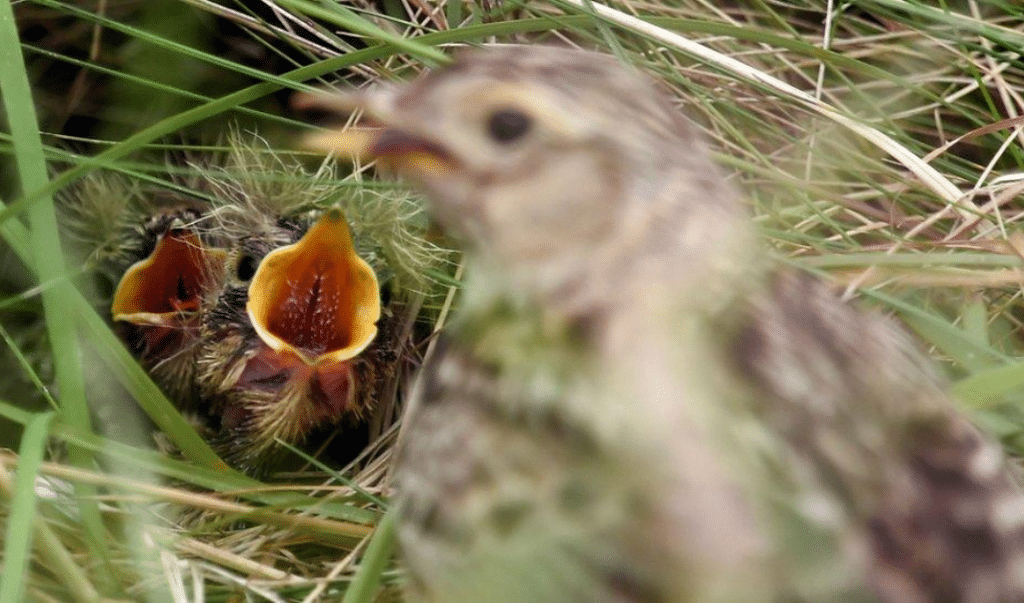 Ground Nesting Bird Feeding Hungry Chicks